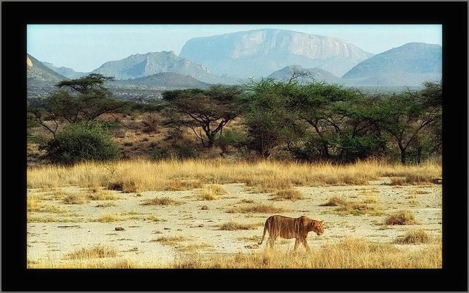 Kenia lion