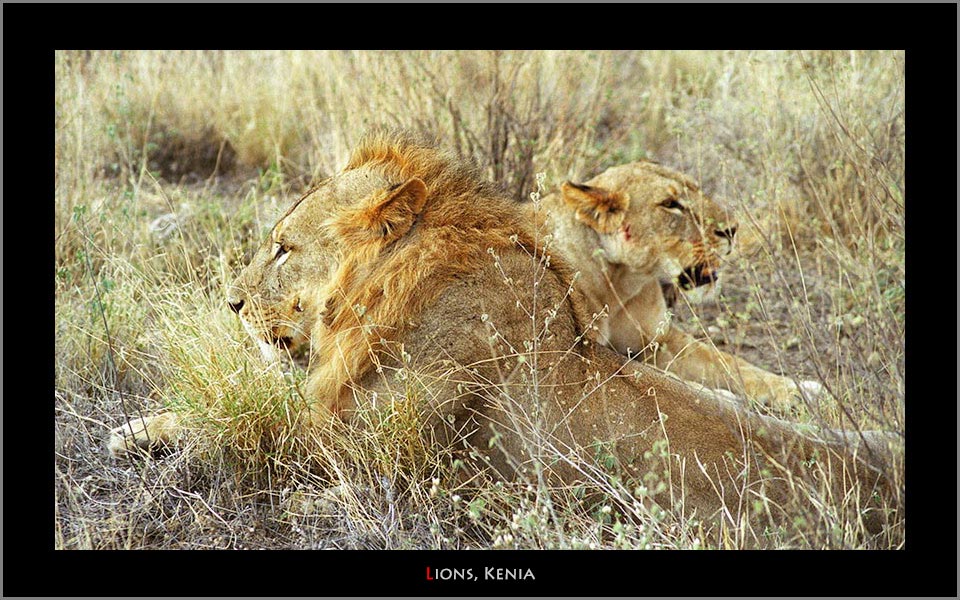 Kenya lions