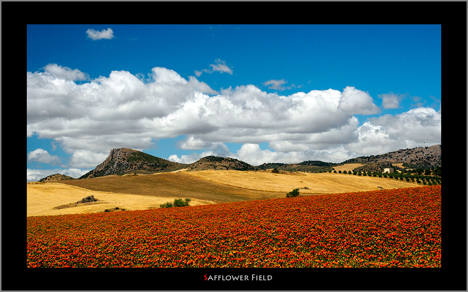 Safflower field